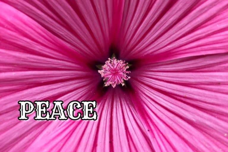 Peace