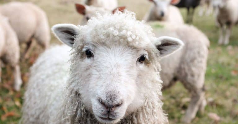 Sheep are Interesting