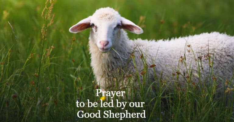 Good Shepherd