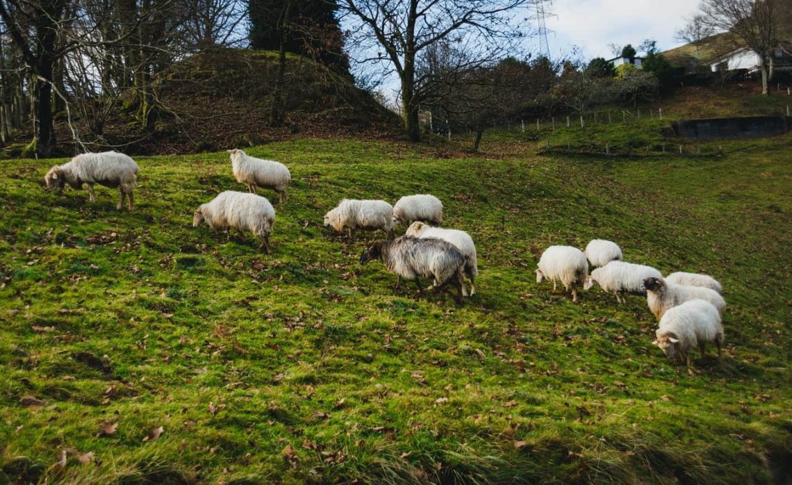 Sheep Wander on Hillside