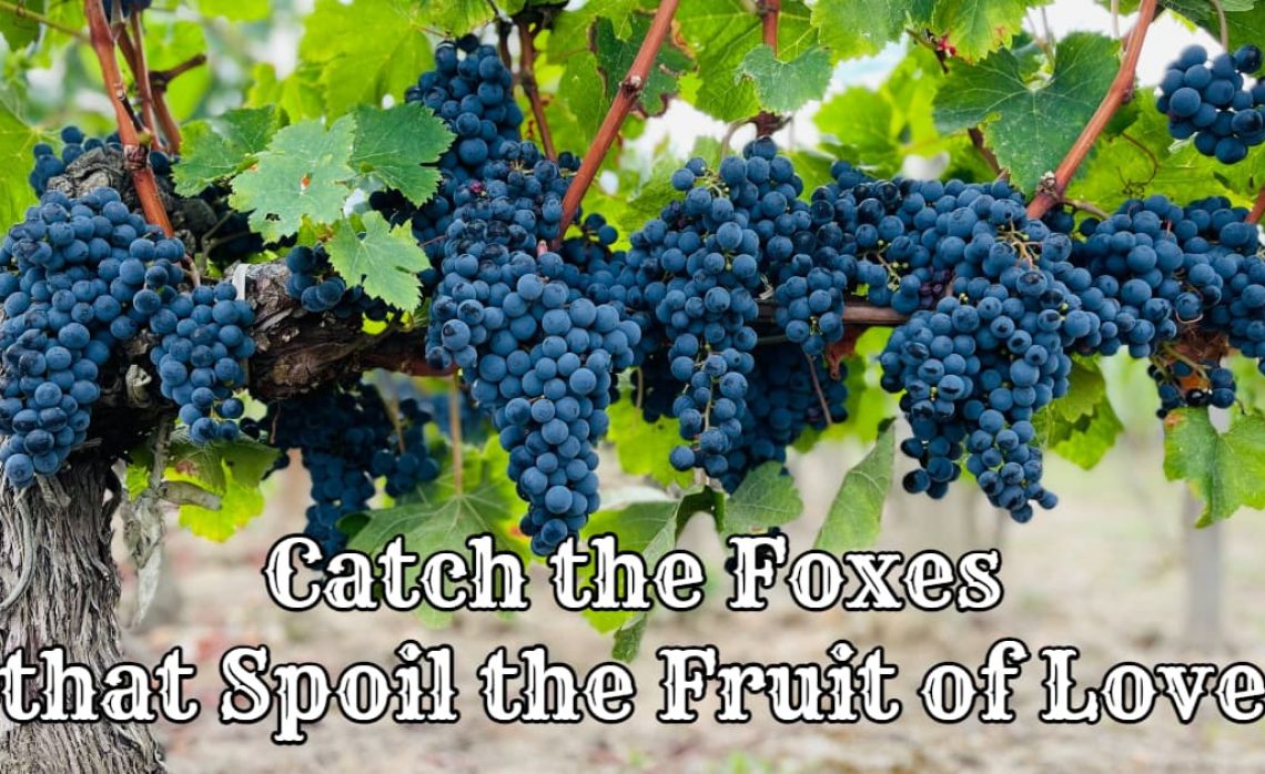 Catch the Foxes that Spoil the Fruit of Love