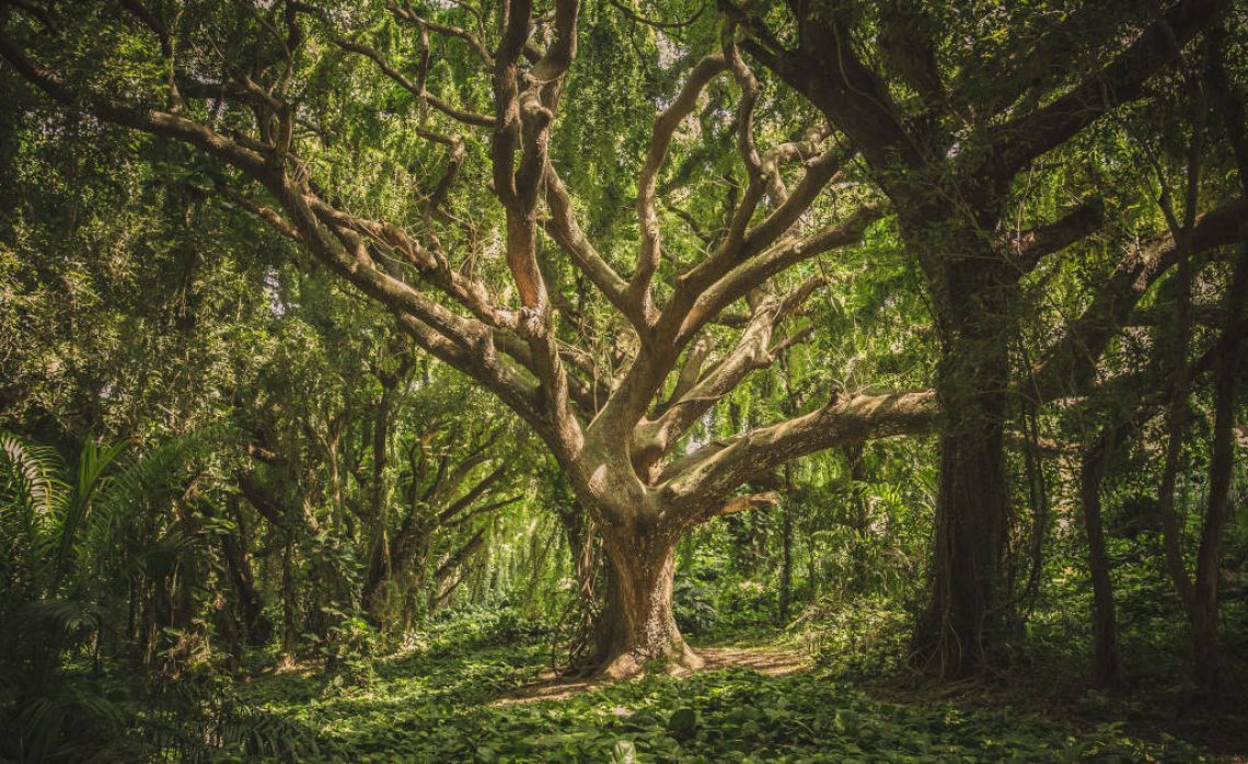 Blessed Tree in Forest